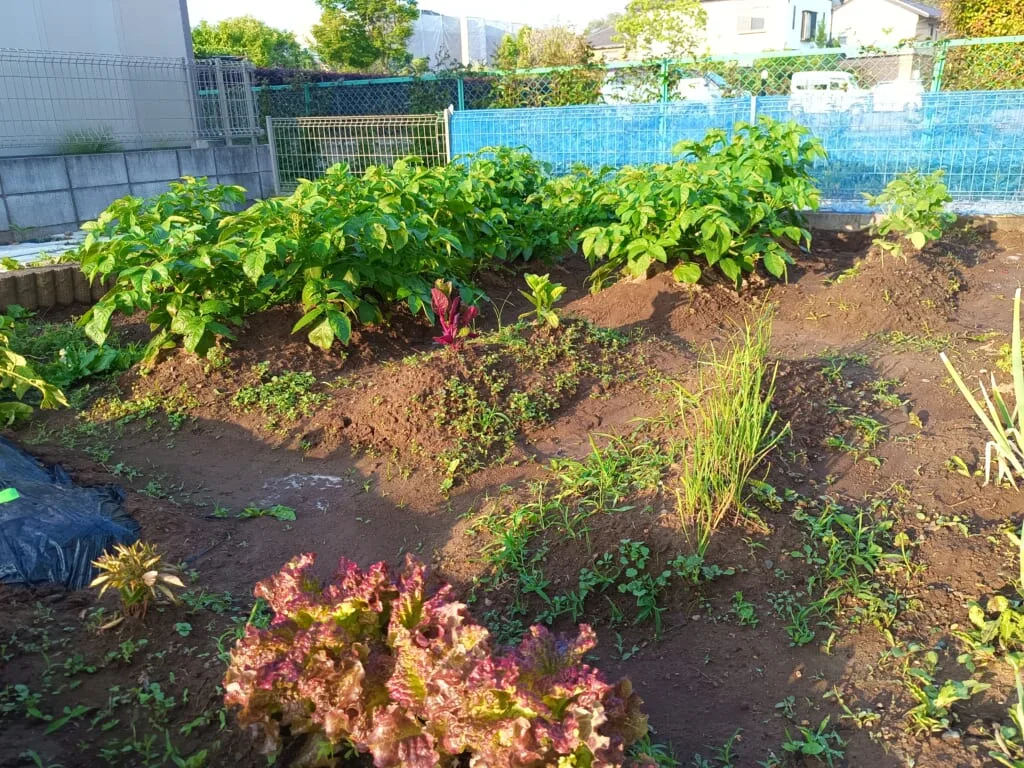 Little World Farm
